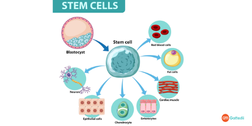 Company Logo For Indian Stem Cell Transplant Affordable Cost'