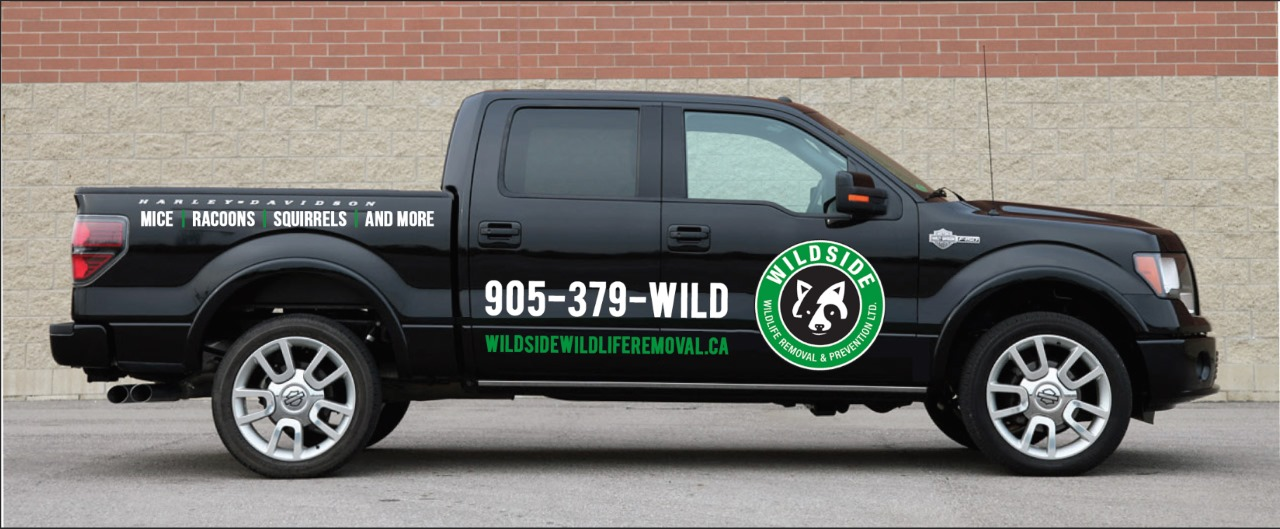 Company Logo For Wildside Wildlife Removal &amp; Prevent'