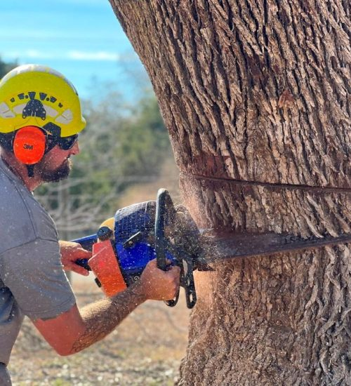 Company Logo For J &amp;amp; J TREE CARE PROFESSIONALS'