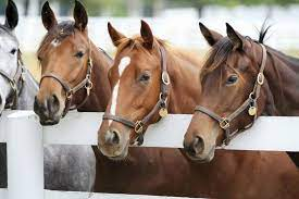 Equine Insurance Market'