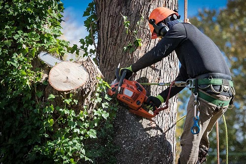 Company Logo For Charlottesville Tree Works'