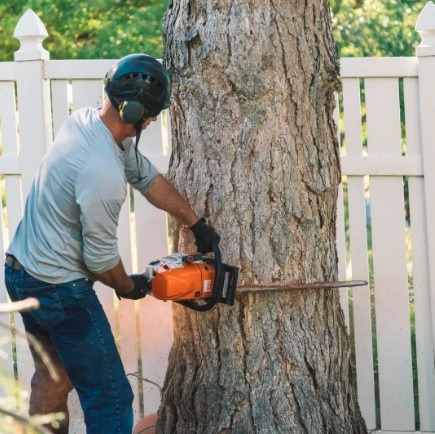 Company Logo For Timber Cuts Tree Service'