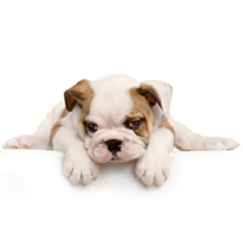Company Logo For BanksyDog'