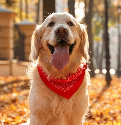 Golden Retriever T Shirt'