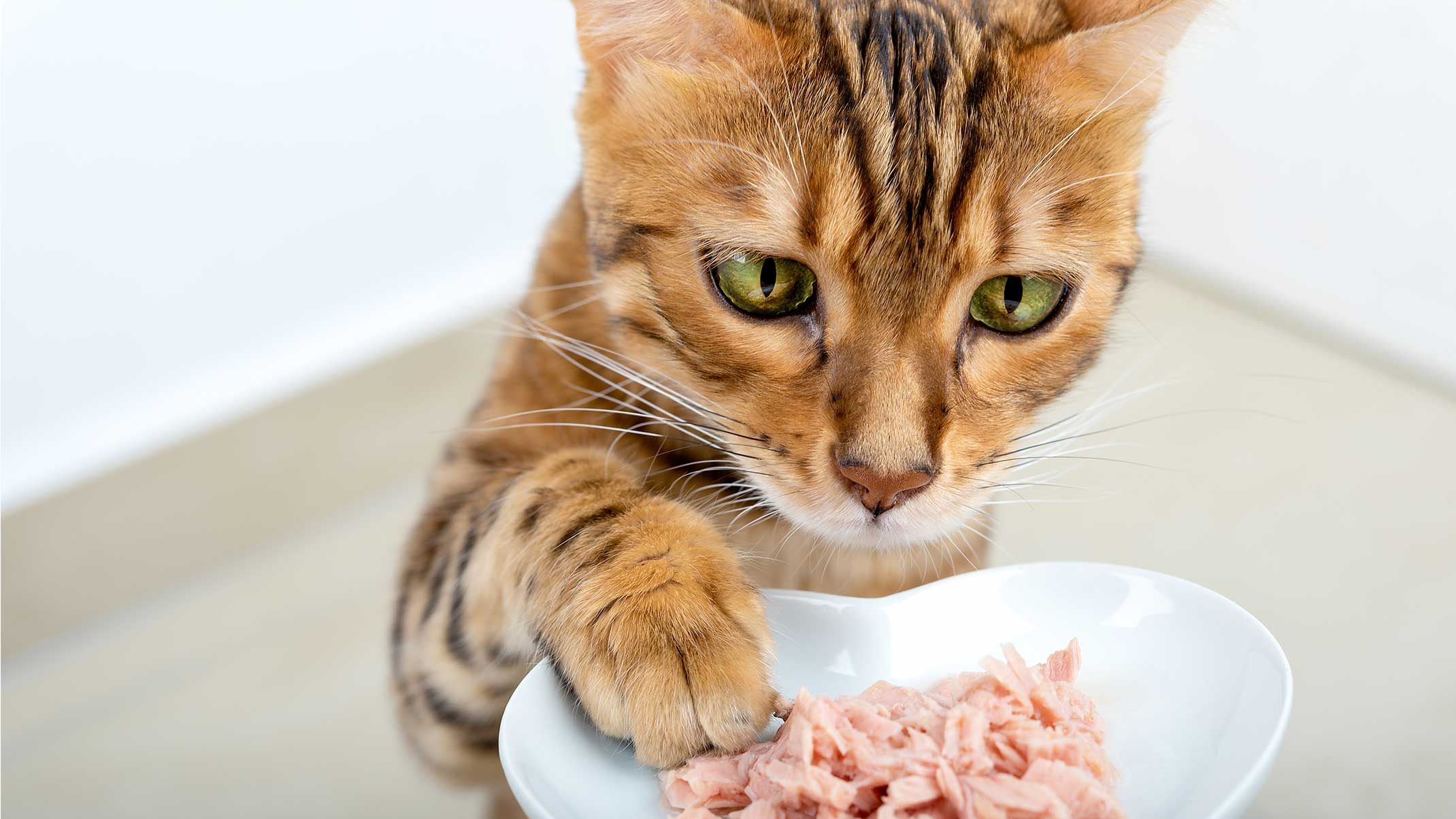 Wet Cat Food Market'