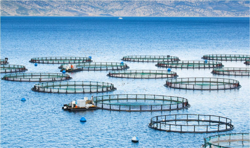 Aquaculture Insurance Market'