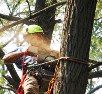 Company Logo For ArboristsGeelong.com.au'