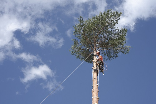 Company Logo For ArboristsCanberra.com.au'