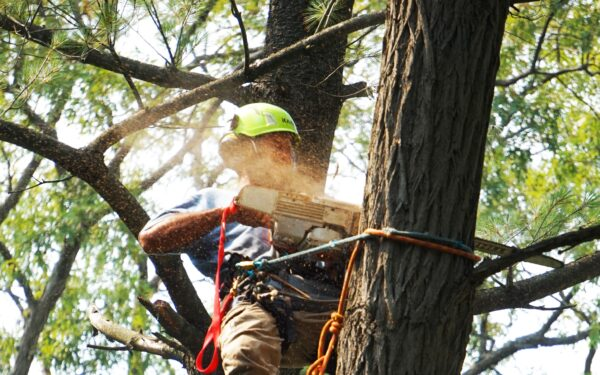 Company Logo For ArboristBallarat.com.au'