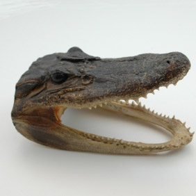 Delta Quest Taxidermy Logo