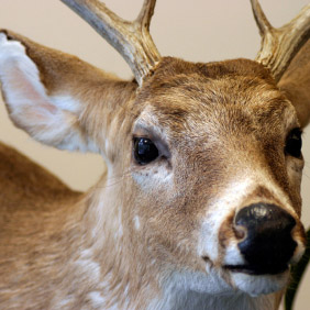 Deer Mount'