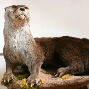 Mounts'