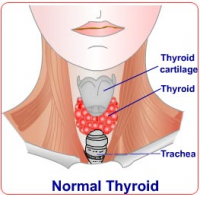 Thyromine'