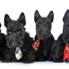 Scottish Terrier Puppies'