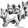 Schulte's Scottish Terriers'