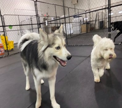 Company Logo For Sit Now Stay Dog Training'