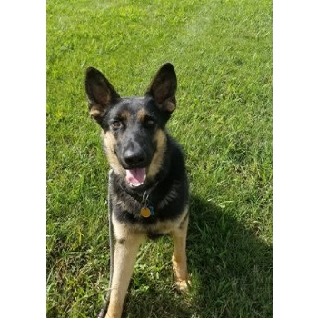 Company Logo For Sit Now Stay Dog Training'