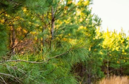 Company Images1 For ArborGen Blenheim Nursery'