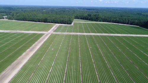 Company Images 3 For ArborGen Blenheim Nursery'