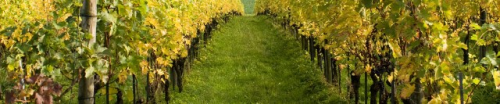 Ventura County Wine Trail'