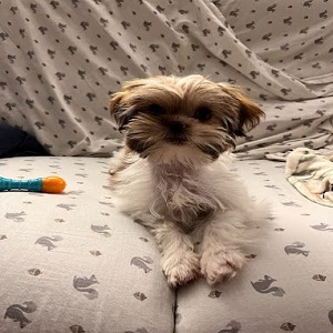 Shih Tzu'