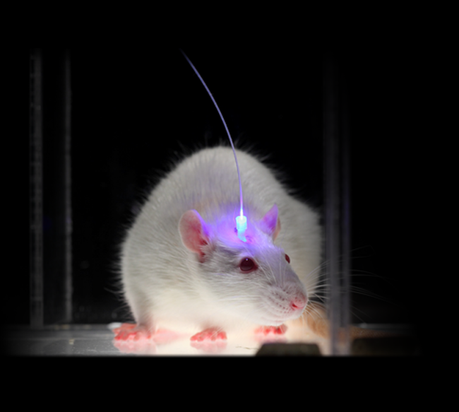 Optogenetics Market