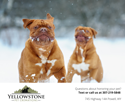 Company Logo For Yellowstone Pet Cremations'