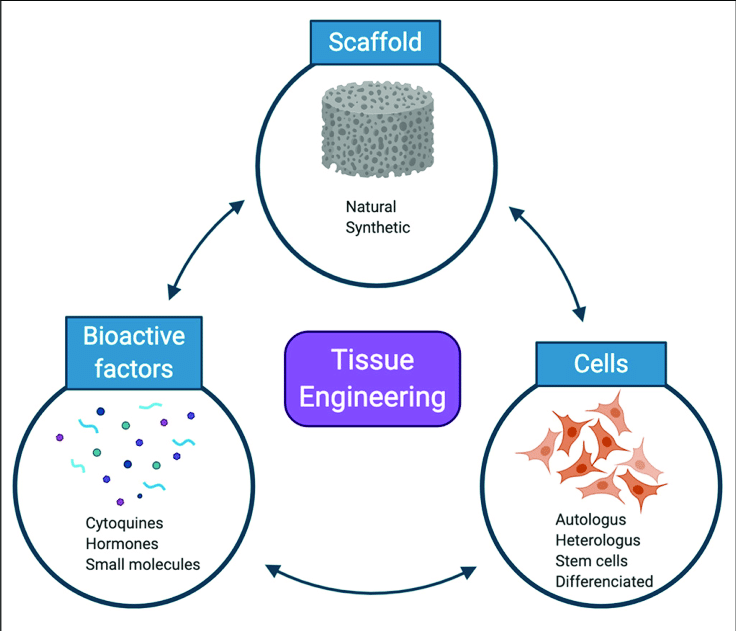 Tissue Engineering'