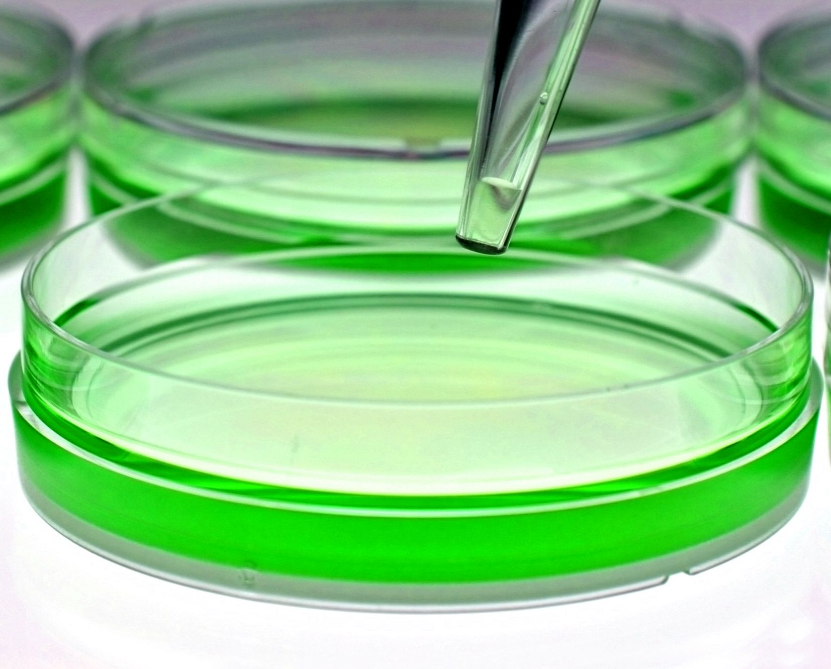 Green Preservatives'