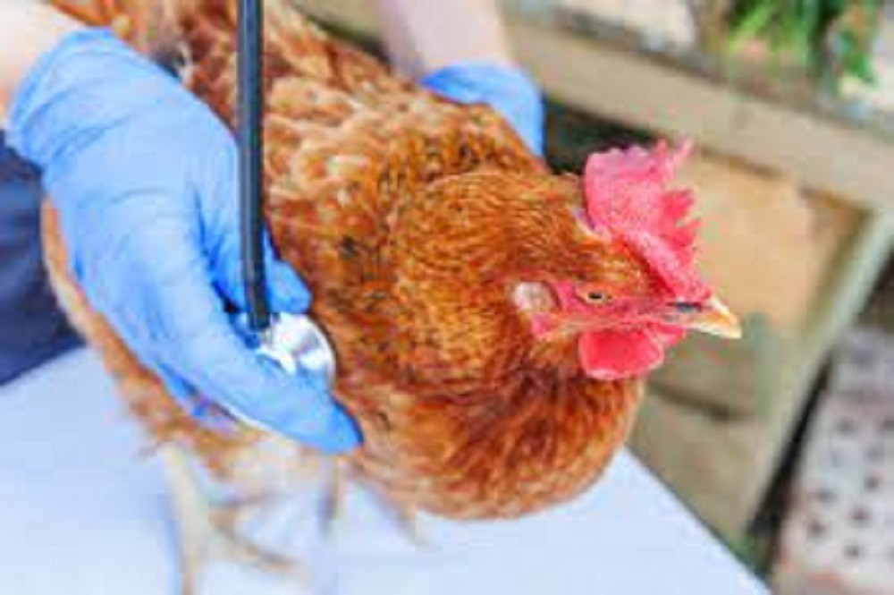 Poultry Health Market