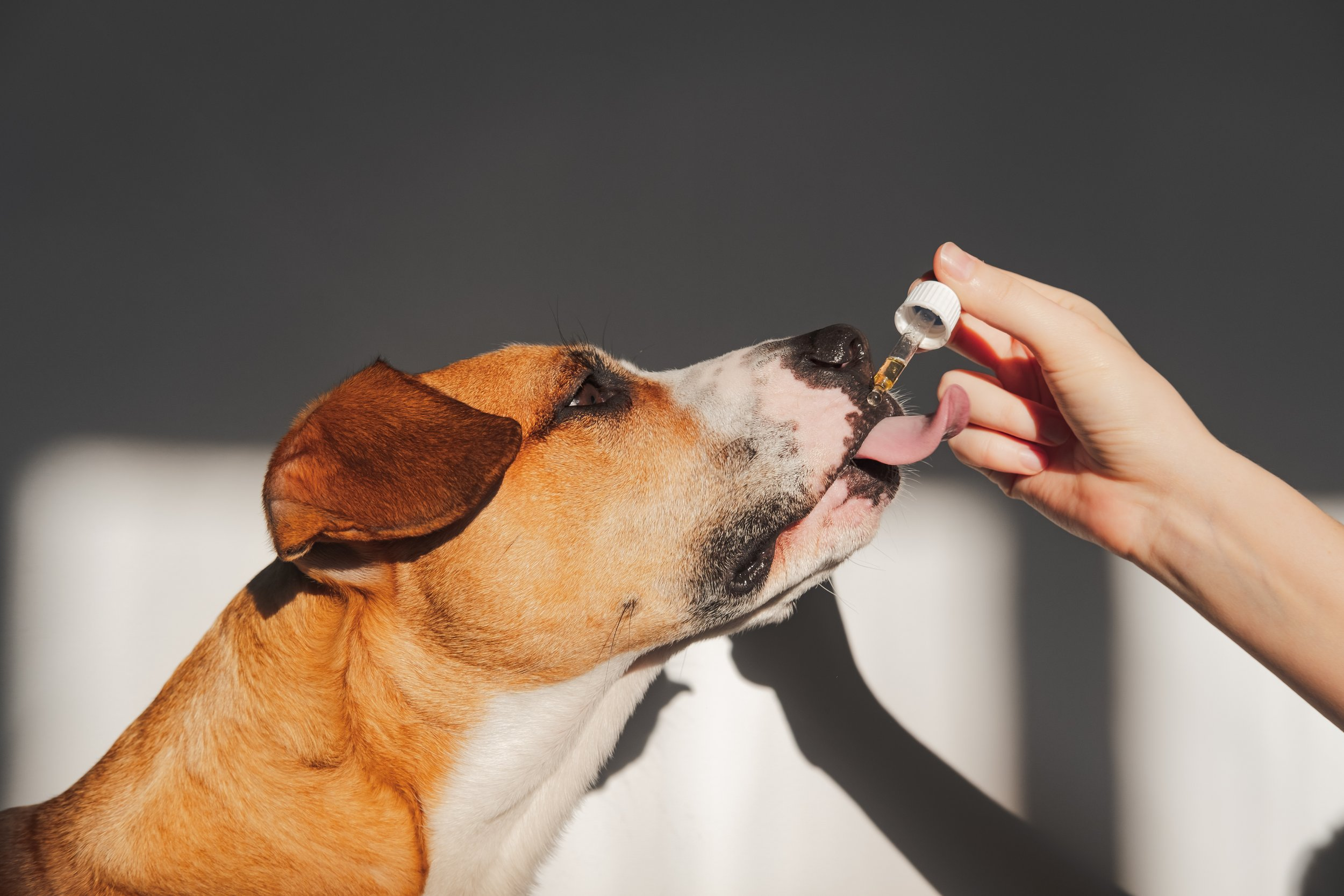 Animal Sedatives Market'
