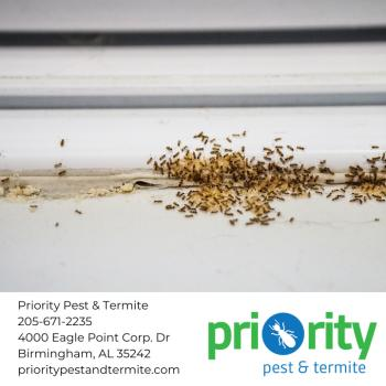 Company Logo For Priority Pest and Termite'