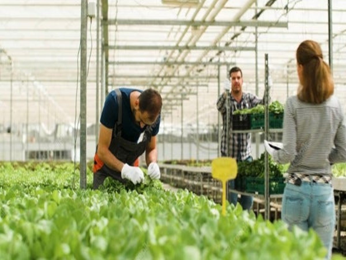 Urban Farming Market'