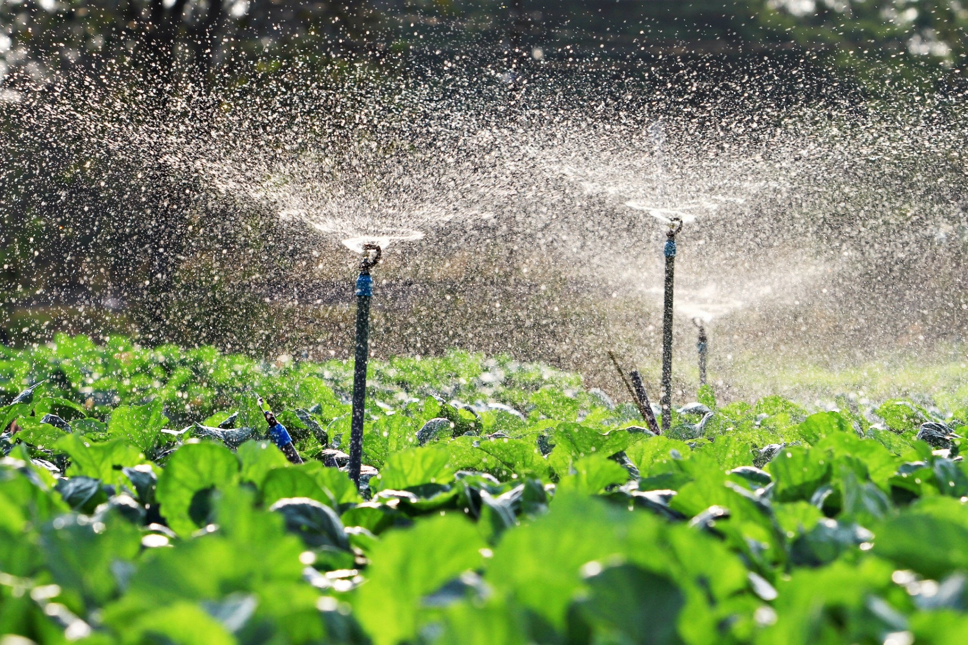 Sprinkler Irrigation Systems Market'