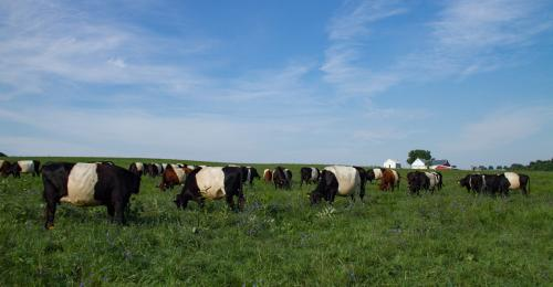 Company Logo For Dutch Meadows Farm LLC'