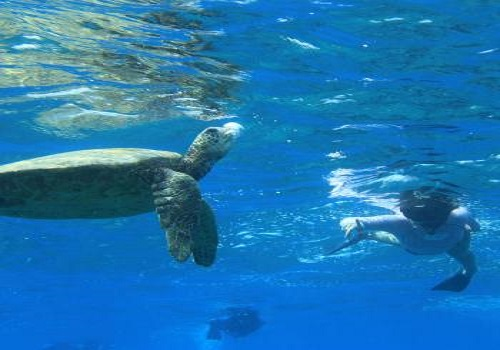 Iruka Hawaii Dolphin Snorkeling Tours'