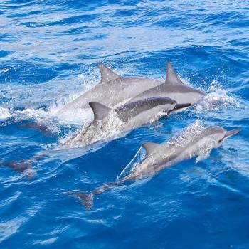 Iruka Hawaii Dolphin Snorkeling Tours'