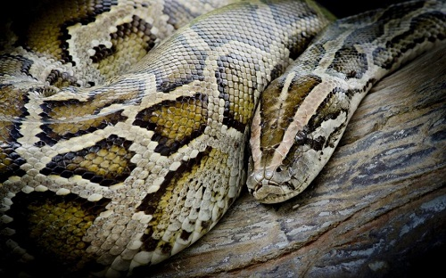 Company Logo For Evergladespythonhunts.com'