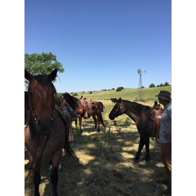 Company Logo For Rowse's 1+1 Ranch'