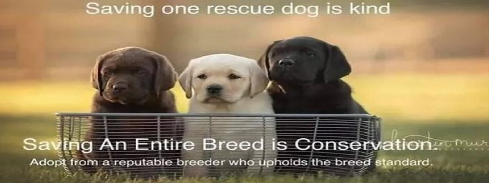 Company Logo For WizeDogs Labradors and Positive Dog Trainin'