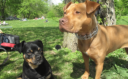 Company Logo For GoDog'