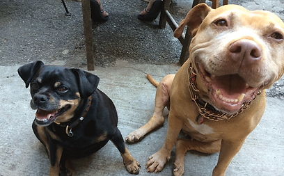 Company Logo For GoDog'