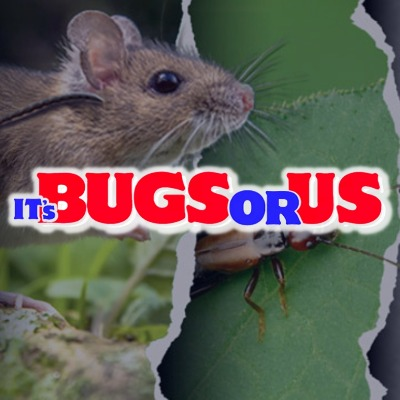 It's Bugs Or Us'