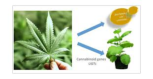 Cannabinoid Biosynthesis Market'