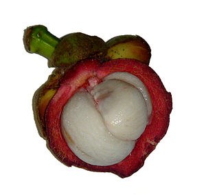 garcinia cambogia