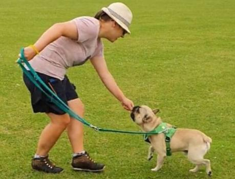 Positive Dog Power Logo