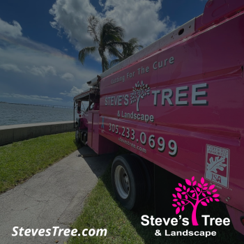 Company Logo For Steve's Tree and Landscape'