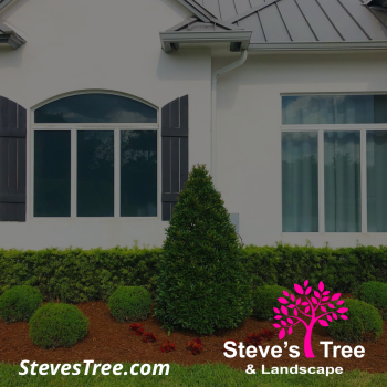 Company Logo For Steve's Tree and Landscape'