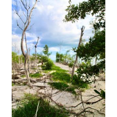 Company Logo For Mangrove Explorers LLC'