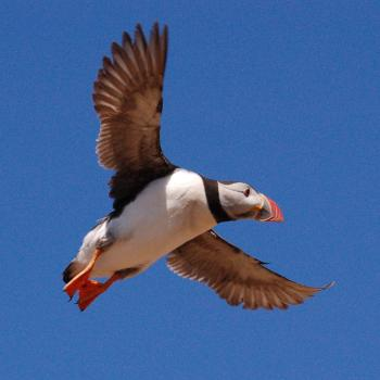 Company Logo For Falcon Boats'